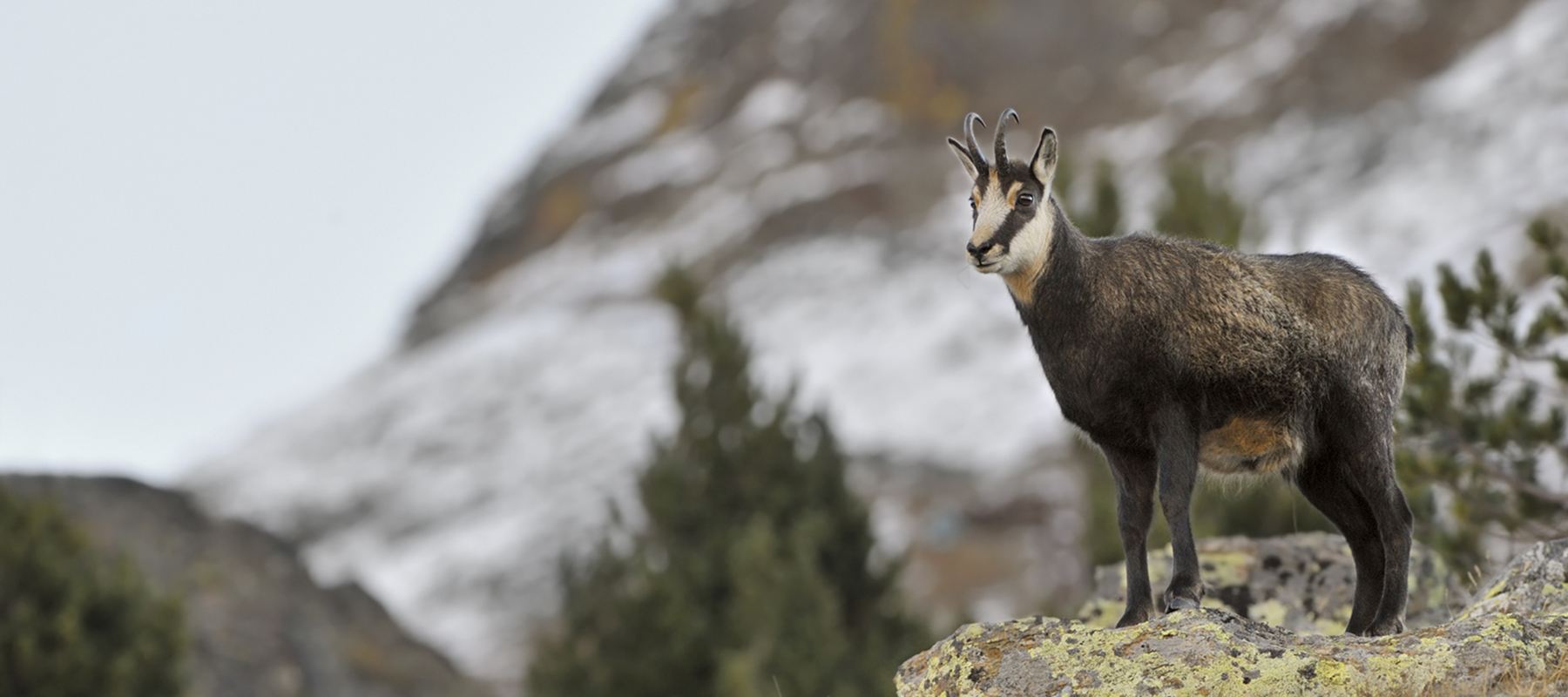 Val di Rabbi Natura Parco Nazionale dello Stelvio Vacanze in Trentino